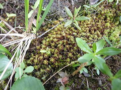 Sphagnum compactum