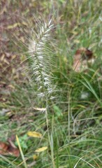 Elymus macgregorii