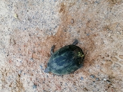 Kinosternon integrum