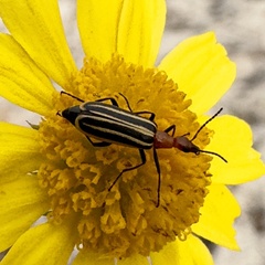 Pyrota lineata