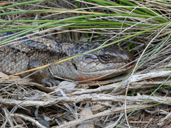 Tiliqua nigrolutea