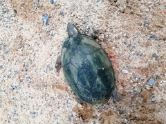 Kinosternon integrum