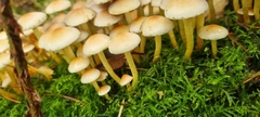 Hypholoma fasciculare