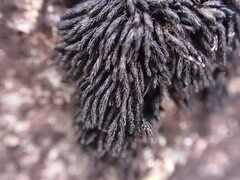 Andreaea