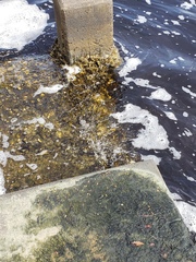 Phaeophyscia adiastola