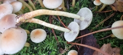 Hypholoma fasciculare