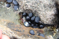 Nerita melanotragus