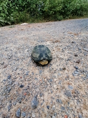 Kinosternon integrum