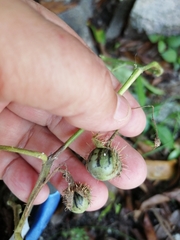 Solanum houstonii
