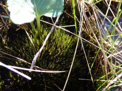 Campylopus atrovirens