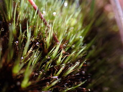 Campylopus atrovirens