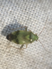 Orthops