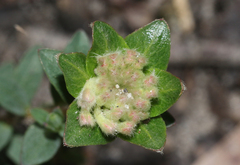 Pimelea