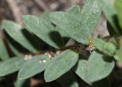 Pimelea