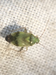 Orthops