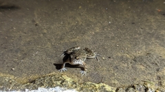 Phrynobatrachus natalensis