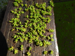 Astronium graveolens