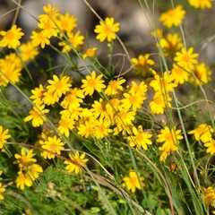 Thymophylla pentachaeta