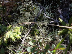 Cladonia uncialis