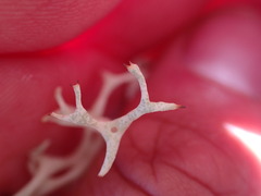 Cladonia uncialis