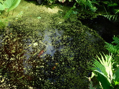 Astronium graveolens