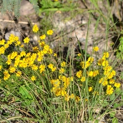 Thymophylla pentachaeta