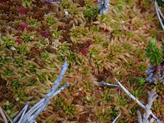 Sphagnum austinii