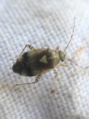 Orthops