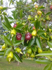 Eugenia involucrata