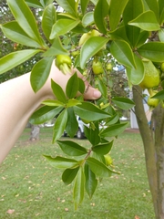 Eugenia involucrata