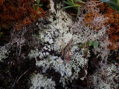 Icmadophila ericetorum