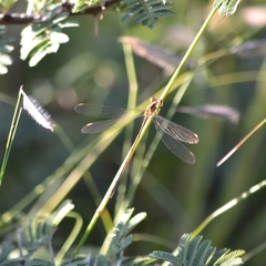 Lestes alacer