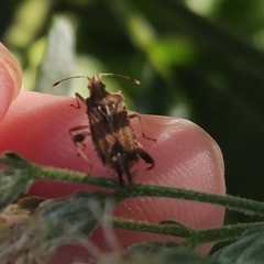 Harmostes fraterculus