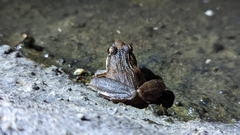 Ptychadena anchietae