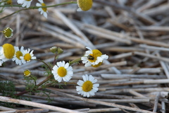 Tripleurospermum