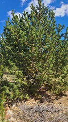 Pinus aristata