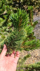Pinus aristata