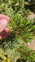 Pinus aristata