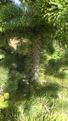 Pinus aristata