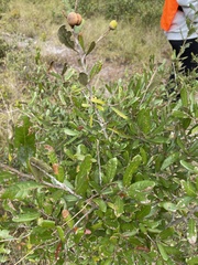 Quercus minima
