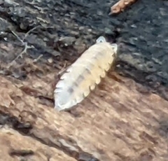 Haplophthalmus danicus