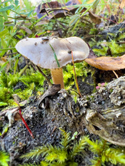 Clitocybe fragrans