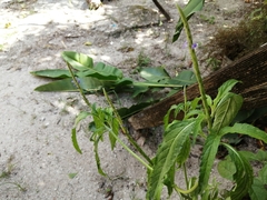 Stachytarpheta mutabilis