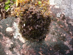 Campylopus atrovirens