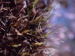 Campylopus atrovirens