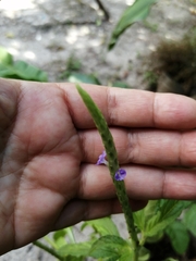 Stachytarpheta mutabilis