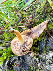 Clitocybe fragrans