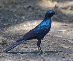 Lamprotornis australis