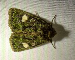 Phosphila miselioides