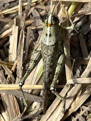 Schistocerca rubiginosa